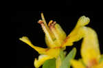 Loomis' yellow loosestrife